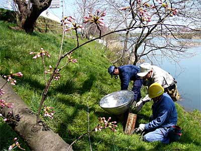 燕市消防本部前のサクラをライトアップするための照明を設置する「燕を愛するライトアップ倶楽部」会員