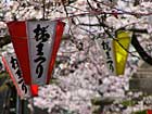 八幡宮、ぼんぼり