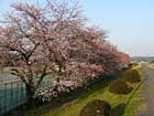 三条商業の土堤側は三分咲き