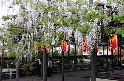 見ごろを迎えている燕市の八王寺の白藤