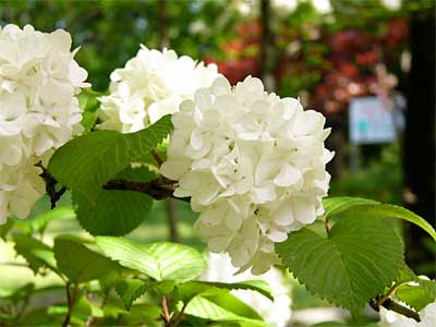三条市保内公園で見ごろのオオデマリの花