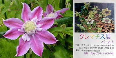 15、16日と三条市保内公園緑の相談所で開かれるクレマチス展パート1のポスターと同公園に咲くクレマチス