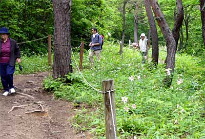 花が見ごろのヒメサユリが群生する高城城址登山道