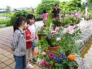 寄せ植えコンテスト