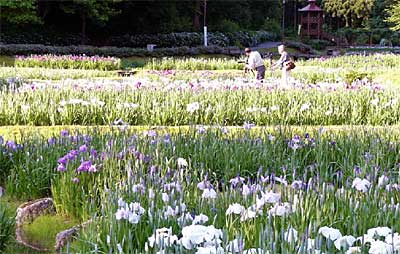 20日から花菖蒲まつりが始まる栄町・しらさぎ公園では4割ほどのショウブが開花