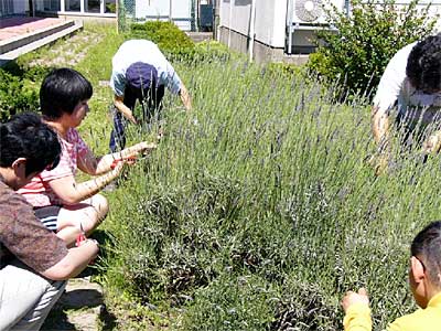 つばくろの里でラベンダーを摘む利用者