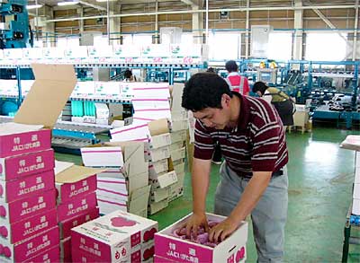 選果機をによるモモの出荷が始まったJAにいがた南蒲大島選果場