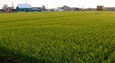 三条市西裏館3地内の黄金色に染まり始めた田んぼ