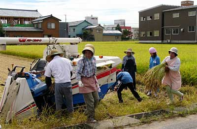 厳しい残暑のなか、台風16号の接近で予定を一日早めて稲刈りする原さん一家