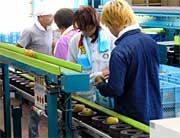 ナシを検査して選果機に流す