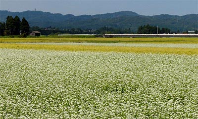 下田村江口付近のソバの花の白とイネの穂の黄金の2色の帯のコントラスト