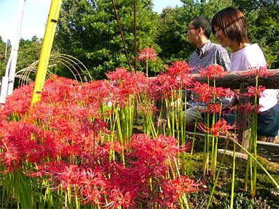 三条市保内公園緑の相談所裏手で満開のヒガンバナ