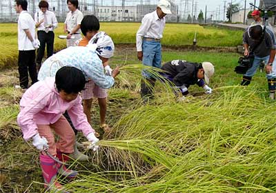 (社)県央研究所が研究用に栽培した古代米を農家の人と一緒に収穫する小学生
