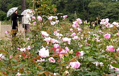秋ととともに開花が進む冬鳥越スキーガーデンのバラ園
