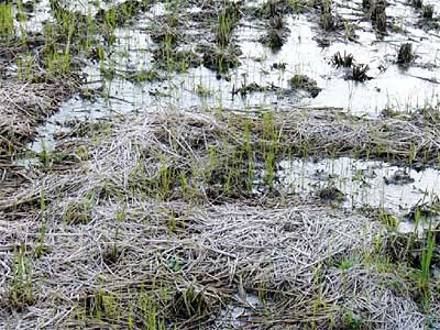 霜がおり、薄氷が張った三条市横町2地内の田んぼ