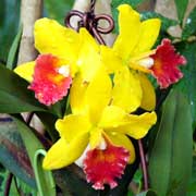 保内公園熱帯植物園に咲くカトレアの花