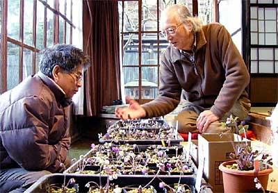 26、27日と三条市丸井今井邸で開かれている「クリヤマモケイさんの育てた雪割草苗鉢展示即売会」で来場者にユキワリソウについて話す栗山さん(右)