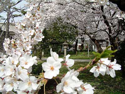 三条市・八幡宮で見ごろを迎えたサクラ