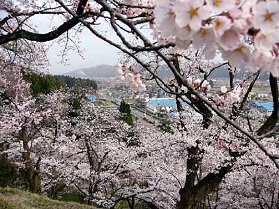 三条市大崎場は満開のサクラで春の海