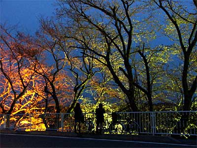 燕市消防本部前で行われているサクラのライトアップ