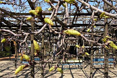 まだ花芽が5センチほど伸びたくらいの八王寺の白藤