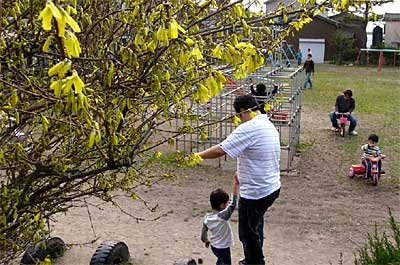 夏日となった日曜の10日、レンギョウの咲く八幡公園は家族連れでにぎわった