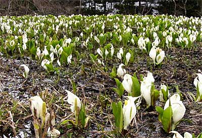 下田村笠堀地内のミズバショウ群生地は今が見ごろ