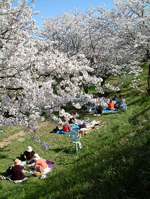 ビニールシートを広げた花見客でにぎわう大河津分水のサクラ並木