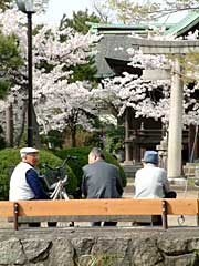 花見しながら談笑するお年寄り