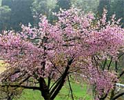 30年余り前に三条市内の篤志家が植えたオオヤマザクラは満開から散り始め。