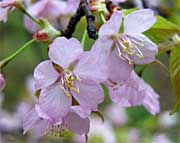 ソメイヨシノより鮮やかなピンク色のオオヤマザクラの花