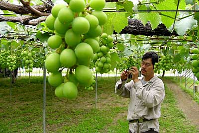 26日に「NatureFarm 2005年体験イベント」を行う渡辺果樹園で房づくりをする経営者の渡辺さん