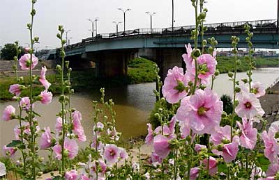 三条市の昭栄大橋たもとの五十嵐川右岸土手で咲くホテイアオイ