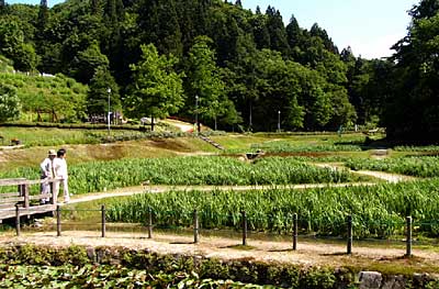 19日に花菖蒲まつりが始まるしらさぎ森林公園