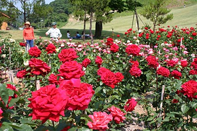 冬鳥越スキーガーデンのバラ園は今が花の盛り