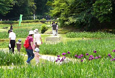 19日、花菖蒲まつりが始まったしらさぎ森林公園の花菖蒲園