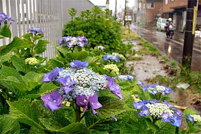 梅雨入りの27日、雨に濡れる旧NTT東日本新潟支店三条営業所の緑地に咲くアジサイ