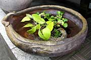 大作の水がめ