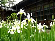 旧官舎裏で咲き始めたアヤメ