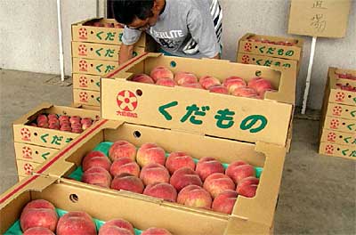大島園芸振興協議会が出荷を始めたモモ