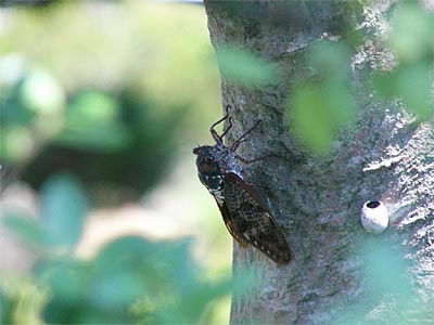28日、三条市林町2地内の木にとまって鳴くアブラゼミ