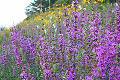 燕市南町地内の中ノ口川右岸土手に咲くミソハギ、奥の黄の花はオオキンケイギク