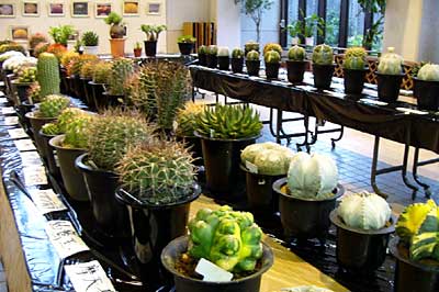 三条市保内公園緑の相談所に展示されて来場を待つ三条サボテン同好会のサボテン