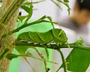 動く姿にはめったにお目にかかれないアゲハチョウの幼虫