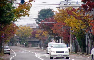 三条市北新保2地内の街路樹の紅葉