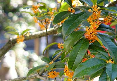 三条小学校向かいの神社でオレンジ色の花を開くキンモクセイ