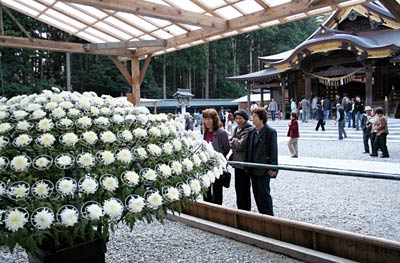 11月1日から第45回新潟県菊花展覧会「弥彦神社菊まつり」が開かれる弥彦神社境内の千輪咲き