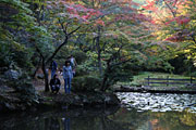 30日、紅葉の始まった弥彦公園