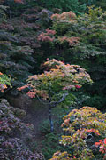 30日、紅葉の始まった弥彦公園