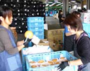 南蒲須田選果場で進む新高の出荷作業